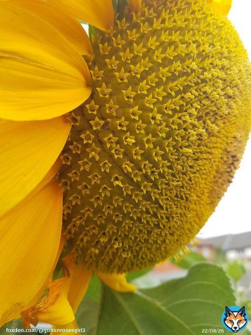 Sunflowers are made up of hundreds of smaller flowers in near perfect symmetry