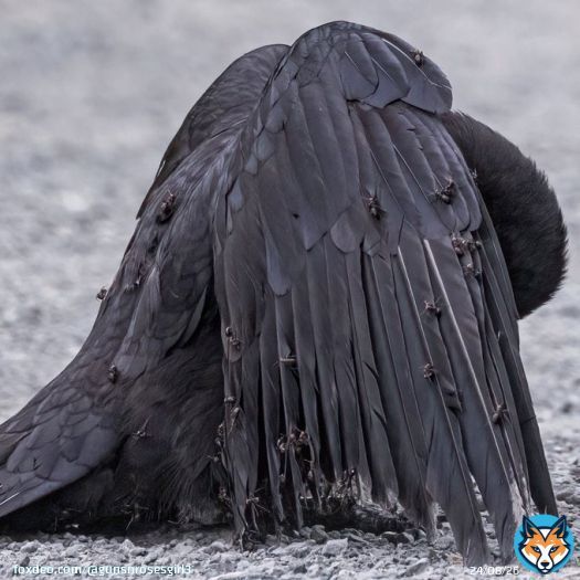 This crow has allowed itself to be covered in ants   Birds engage in a fascinating behavior called anting, where they rub insects, especially ants, on their feathers and skin. This can be done actively by picking up insects and applying them to theirbody or passively by lying in&hellip;&nbsp;Show more