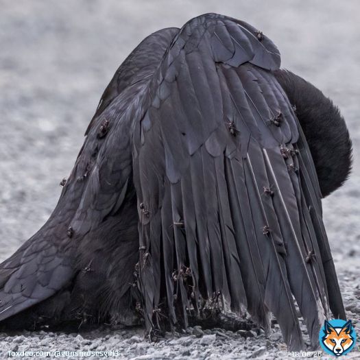 This crow has allowed itself to be covered in ants   Birds engage in a fascinating behavior called anting, where they rub insects, especially ants, on their feathers and skin. This can be done actively by picking up insects and applying them to theirbody or passively by lying in&hellip;&nbsp;Show more