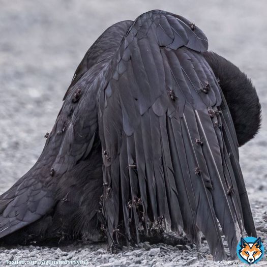 This crow has allowed itself to be covered in ants   Birds engage in a fascinating behavior called anting, where they rub insects, especially ants, on their feathers and skin. This can be done actively by picking up insects and applying them to theirbody or passively by lying in&hellip;&nbsp;Show more
