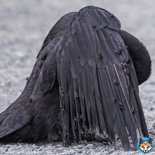 This crow has allowed itself to be covered in ants   Birds engage in a fascinating behavior called anting, where they rub insects, especially ants, on their feathers and skin. This can be done actively by picking up insects and applying them to theirbody or passively by lying in&hellip;&nbsp;Show more