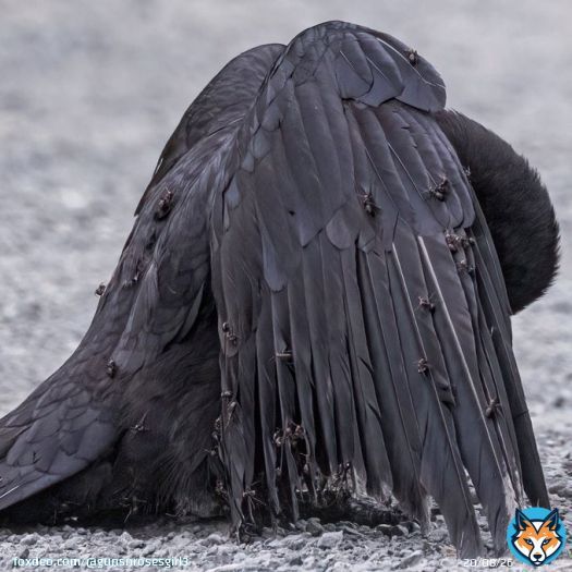 This crow has allowed itself to be covered in ants   Birds engage in a fascinating behavior called anting, where they rub insects, especially ants, on their feathers and skin. This can be done actively by picking up insects and applying them to theirbody or passively by lying in&hellip;&nbsp;Show more
