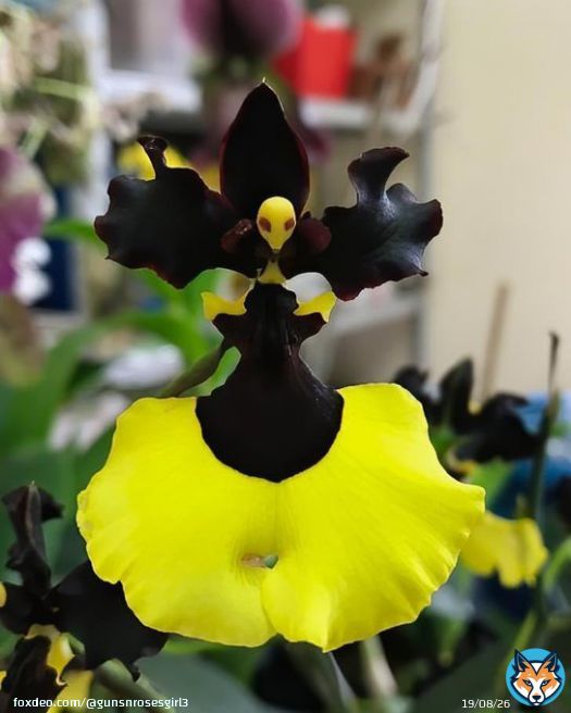 There is an orchid called the Gomesa Jiaho Queen Orchid, and this is what it looks like