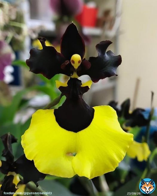 There is an orchid called the Gomesa Jiaho Queen Orchid, and this is what it looks like