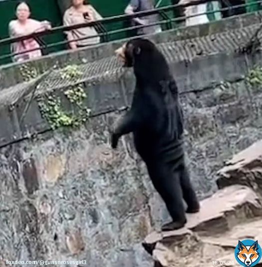 A zoo in china says its bears are real and not humans in disguise