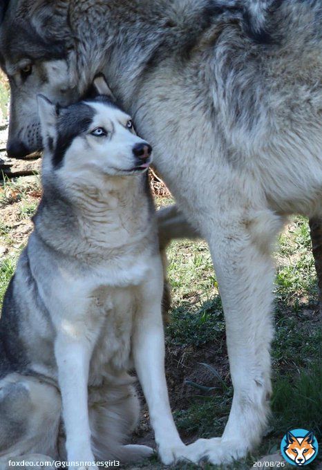 A husky next to a wolf