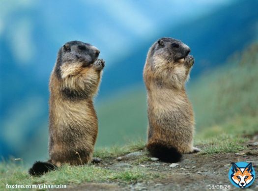 Good morning twitterlings and happy groundhog day