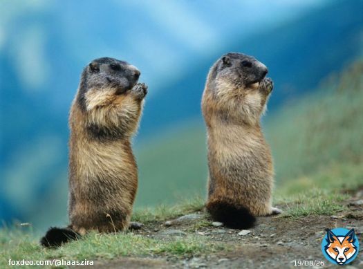 Good morning twitterlings and happy groundhog day