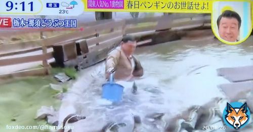 【日テレ・スッキリ】オードリー春日がペンギンの池にネタで何度も落下し大炎上中&larr;那須どうぶつ王国、日テレにぶちぎれて声明を出す