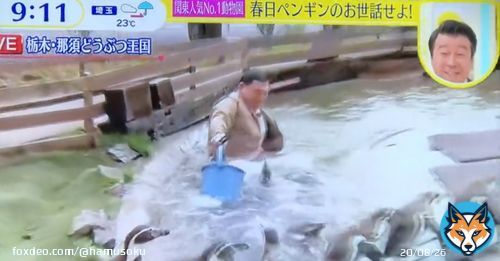 【日テレ・スッキリ】オードリー春日がペンギンの池にネタで何度も落下し大炎上中&larr;那須どうぶつ王国、日テレにぶちぎれて声明を出す