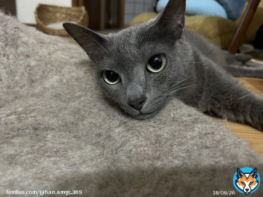 ミエル姉はアゴ乗せがヘタなのよねぇ こうやればイイのよ 潰れないし何より可愛いし #猫のいる暮らし  #保護猫  #ロシアンブルー  #アゴ乗せ選手権