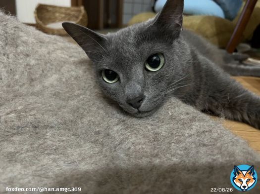 ミエル姉はアゴ乗せがヘタなのよねぇ こうやればイイのよ 潰れないし何より可愛いし #猫のいる暮らし  #保護猫  #ロシアンブルー  #アゴ乗せ選手権