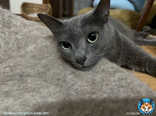 ミエル姉はアゴ乗せがヘタなのよねぇ こうやればイイのよ 潰れないし何より可愛いし #猫のいる暮らし  #保護猫  #ロシアンブルー  #アゴ乗せ選手権