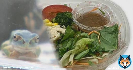 見たくないな&hellip;まさかの  スーパーで買った「サラダ麺」にまさかの&ldquo;カエル&rdquo;混入 なぜ？食べている最中に気づき&hellip;保健所が工場に立ち入り検査　 ｜ FNNプライムオンライン  #ニューススイート