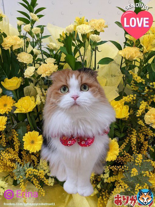 春を告げる黄色の花々には幸福を呼ぶと言われ共に女性の幸せを願う日 皆様&友達日頃の感謝やリスペクトの気持ちを込めて「幸せの黄色い花」 「うちの愛猫レナ」と共に感謝 皆様のご多幸をお祈りいたします #猫好きさんと繋がりたい #国際女性デー  #三毛猫