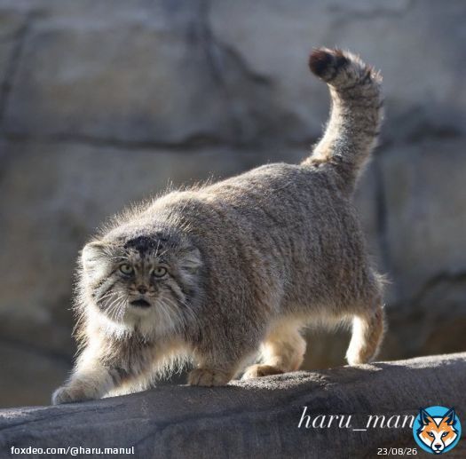 ポリー  那須どうぶつ王国 2023.3.19   #那須どうぶつ王国  #マヌルネコ  #ポリー