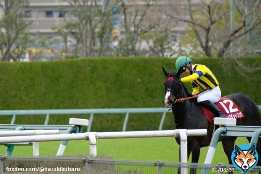 2023.3.12 阪神競馬場11R　報知杯フィリーズレビュー  シングザットソング号 吉田隼人騎手  「頑張ったね。お疲れ様。ありがとう」