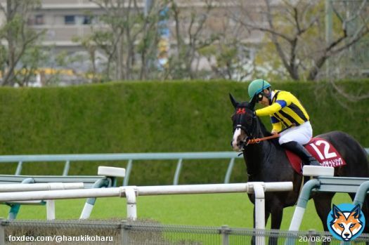 2023.3.12 阪神競馬場11R　報知杯フィリーズレビュー  シングザットソング号 吉田隼人騎手  「頑張ったね。お疲れ様。ありがとう」