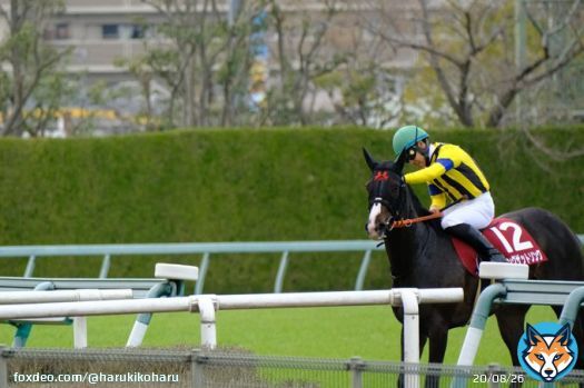 2023.3.12 阪神競馬場11R　報知杯フィリーズレビュー  シングザットソング号 吉田隼人騎手  「頑張ったね。お疲れ様。ありがとう」