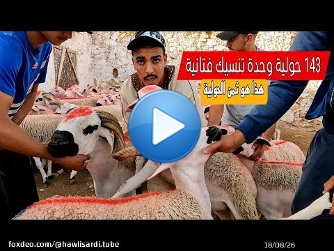 كيف ما قال المثل وحدة تنسيك في تانية 143 حولية للبيع عند حسن الداودي مع ثمن الحولية