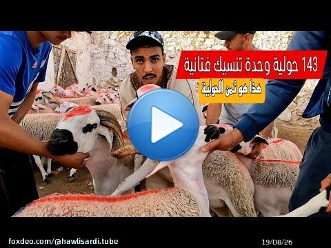 كيف ما قال المثل وحدة تنسيك في تانية 143 حولية للبيع عند حسن الداودي مع ثمن الحولية