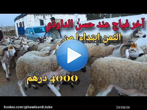 آخر فياج ديال حولي العيد عند حسن الداودي بثمن كيبدا من 4000 درهم