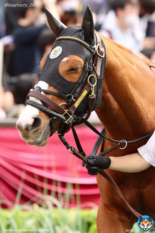 シャインガーネット。 こういう表情も可愛いね。 22年京王杯スプリングカップ