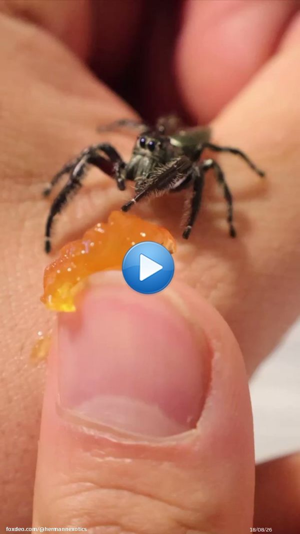 Have you ever seen a spider do this?? Spiders are the cutest animals. &hellip; &hellip; &hellip; &hellip; #instagramdown #サッカー日本代表 #spider #pets #animal #cardi #fridaymorning