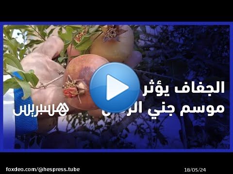 جني الرمان بإقليم الفقيه بنصالح.. الجفاف يؤرق الفلاحين ومطالب بإطلاق مياه السد لإنقاذ الموسم