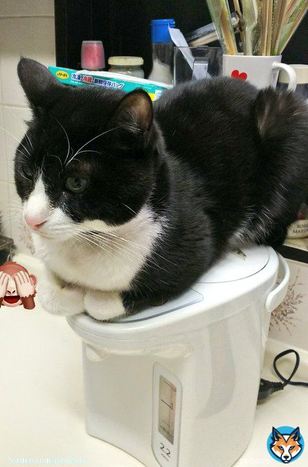 ポットで寛ぎ過ぎ・・   #猫  #ハチワレ猫  #アニマルエイド出身  #ハチワレは世界を救う協会