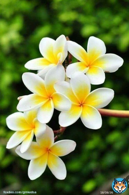 إشراقة الصّباح رائعة، لكنّ الأروع هو إشراقة الحب  فى القلب والرّوح، بالحب تحلو الحياة. #صباح_الخير_والسعاده_للجميع