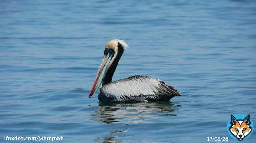 BREAKING:  The bird flu outbreak in Peru has resulted in the deaths of more than 47,000 pelicans.  This is equivalent to 41% of all pelicans in the nation.