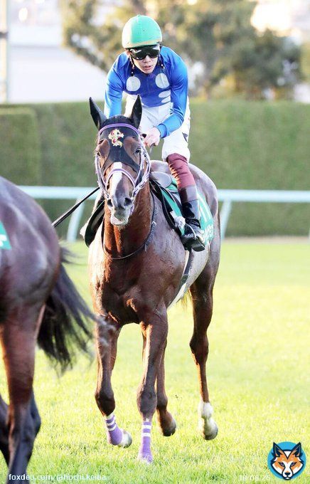 2019年京王杯2歳Ｓ、2020年アーリントンＣの覇者タイセイビジョンが死す　放牧先で心不全を発症  #keiba #競馬