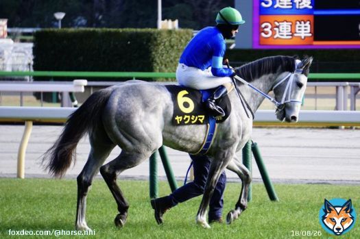 東京10R クロッカスS(L)  6  #ヤクシマ   #ルメール 騎手は三連勝 本日5勝   #東京競馬場