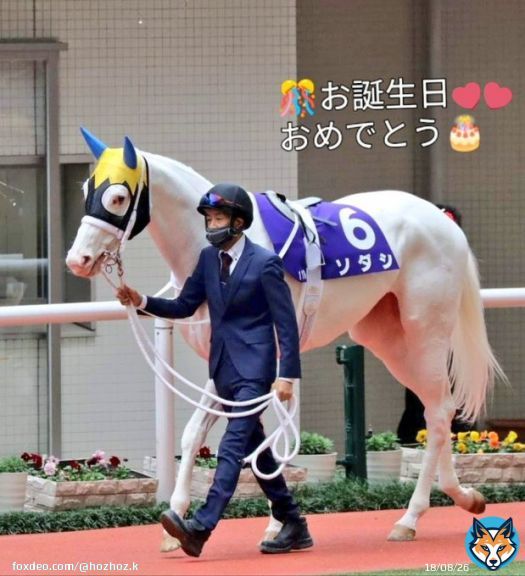 ソダシちゃん5歳 お誕生日おめでとう ブチコちゃんありがとう  ソダシ生誕祭〜\u2465 マイルCS回顧録頑張りました\u2661  生誕祭Tweetにお付き合いいただきありがとうございました(^^) これからもみなさんと共に精一杯応援していきます!! #ソダシ　#今浪さん #ソダシ生誕祭