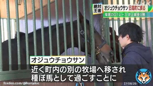 NHK北海道ローカルで放送されることを坂東牧場さんで聞いたのが午後だったので間に合わず、ネットで観ました。ニュースの通りもうすぐサヨナラ。行き先も決まったそうです。オジュウ、元気でね。  &ldquo;絶対王者&rdquo;オジュウチョウサン 故郷日高町に戻る(NHK北海道ニュース)