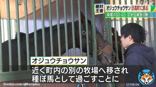 NHK北海道ローカルで放送されることを坂東牧場さんで聞いたのが午後だったので間に合わず、ネットで観ました。ニュースの通りもうすぐサヨナラ。行き先も決まったそうです。オジュウ、元気でね。  &ldquo;絶対王者&rdquo;オジュウチョウサン 故郷日高町に戻る(NHK北海道ニュース)