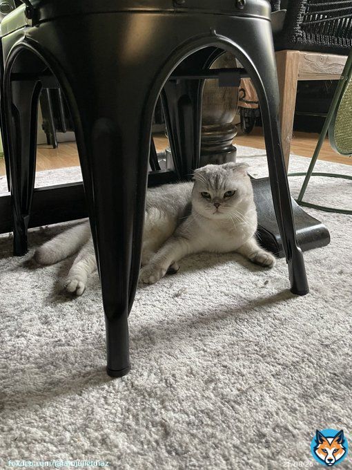 Willow has me all kinds of f up. Somehow she got out. 3 hours on our land where there are multiple predators & this bish sitting here like she seen some things. My heart, omg, still crying.   I got an intuitive feeling to stop working & open my front door & there she was.