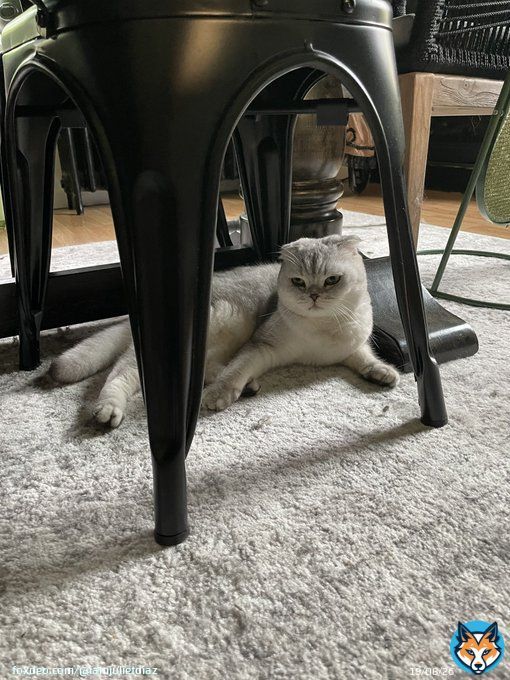 Willow has me all kinds of f up. Somehow she got out. 3 hours on our land where there are multiple predators & this bish sitting here like she seen some things. My heart, omg, still crying.   I got an intuitive feeling to stop working & open my front door & there she was.
