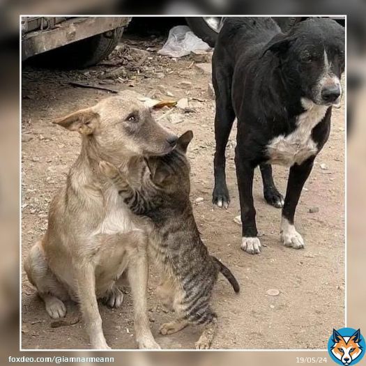 CAT HUGS DOGS AFTER SURVİVİNG EARTHQUAKE ‍