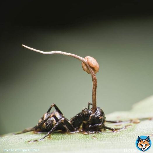 Sometimes, nature delivers something truly nightmarish. Take 'zombie fungus', for instance. Once an ant has been sprinkled with its spores, the parasitic fungus 'Ophiocordyceps unilateralis' penetrates the cuticle and begins to infect the ant&rsquo;suo;s brain. It directs the ant upwards,