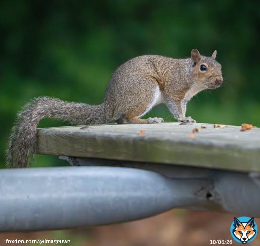 Squirrel   #squirrel #cuteanimal #nature #NaturePhotography #naturelover #naturelovers #NatureBeauty #nature_photo #natureisamazing #natureshot #natureshots #NatureIsBeautiful #NatureAmazing #nature_perfection #natureisbeautiful #naturephotograph #naturelove #naturesbeauty