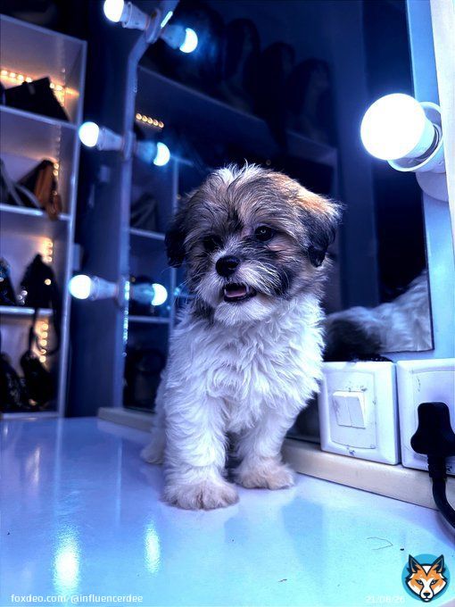 I need a name for one of my puppies   Here are the top names I have in mind though    Web3   Bitcoin   Doge   Shiba   Luna   Hera   Iris   PS: it's a female puppy    Which name would you prefer?