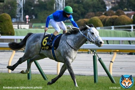本日5勝目のルメールさん   #ヤクシマ  #クロッカスS  #クリストフ・ルメール  #寺島良厩舎