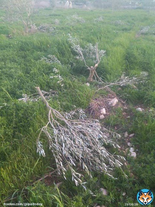 Israeli settlers uprooted today 50 olive saplings in Deir Sharaf village in the occupied West Bank city of Nablus.