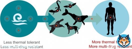 Climate change, animals, and Candida auris: insights into the ecological niche of a new species from a one health approach