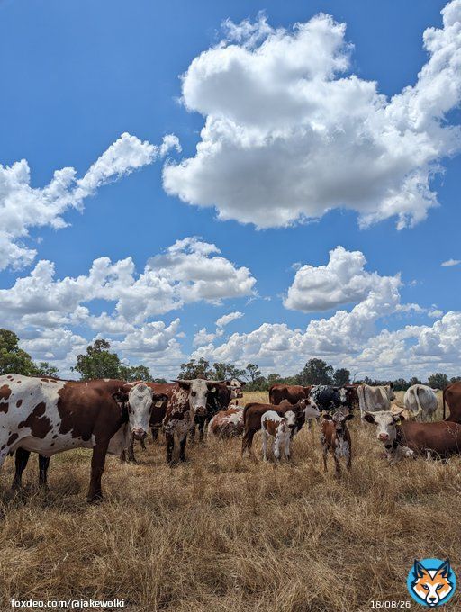 I've put this out there before and got no nibbles.  If there are any #Bitcoin whales out there who are interested in being a part of a food sovereignty movement in Australia - please inbox me.  I, and people that I know, can make this happen.