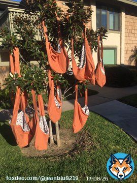 Finished  making 10 Joey bags and can confirm they will hold a 15 pound animal shipping to Australia tomorrow #AustraliaBushfires #animalrescuecraftguild
