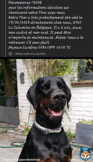 Partager en masse svp chien volé le 13/02/23 en Belgique commune de La Calamine près de la frontière allemande Récompense de 1500€