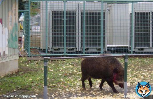 24日午前10時前、神奈川県秦野市の大型商業施設などにイノシシが出没し、路上で30代男性が体当たりされました。このほか、同施設の駐車場で80代女性がよけようとして転倒し、いずれも軽傷でした。